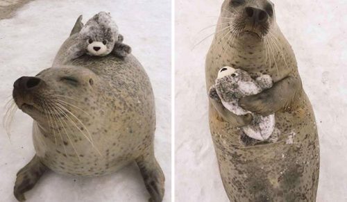 29 zdjęć, które udowadniają, że wszystkie stworzenia potrzebują zabawek