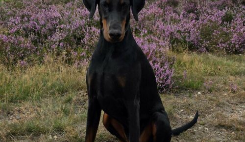 50 zdjęć, które udowadniają, że psy poprawiają nam życie