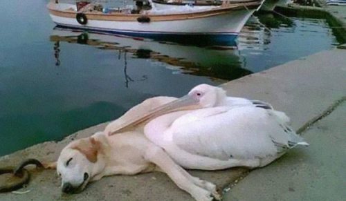 Jeśli uważasz, że świat jest okropny te 50 przyjaźni zwierząt może zmienić Twoje zdanie