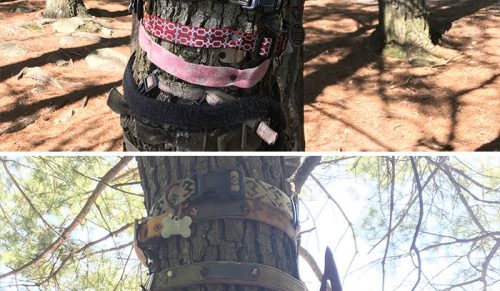 38 razy, gdy ludzie znaleźli coś dziwnego w lesie i musieli się tym podzielić