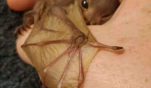 39 Zabawnych „Ważnych Zdjęć Zwierząt”