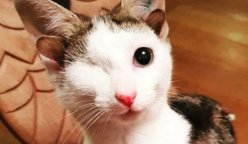 50 najserdeczniejszych zdjęć adoptowanych zwierząt miesiąca