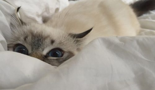 30 małych kociąt szykujących się do pierwszego skrytego ataku