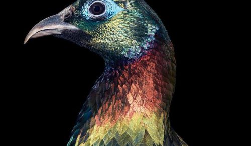 25 portretów rzadkich i zagrożonych ptaków, które zachwycają