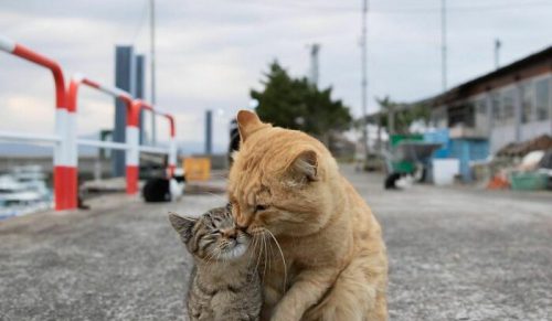 40 wyjątkowych osobowości bezdomnych kotów uchwyconych przez japońskiego fotografa