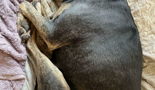 30 najcieplejszych zdjęć uratowanych zwierzaków