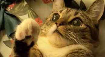 Ludzie Uchwycili Pierwsze Święta Swoich Kotów – 50 Zdjęć, Które Rozpuszczą Ci Serce
