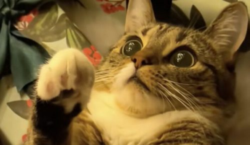 Ludzie Uchwycili Pierwsze Święta Swoich Kotów – 50 Zdjęć, Które Rozpuszczą Ci Serce