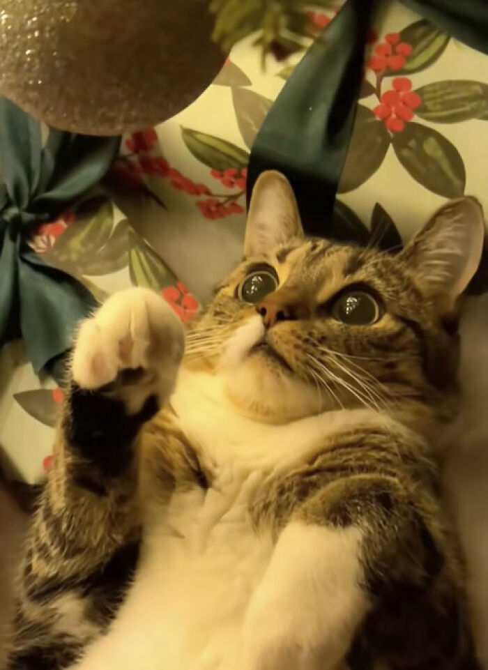 Ludzie Uchwycili Pierwsze Święta Swoich Kotów – 50 Zdjęć, Które Rozpuszczą Ci Serce