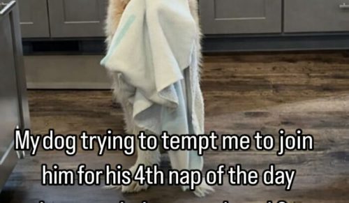 79 memów ze zwierzakami do przejrzenia, gdy twój pupil śpi