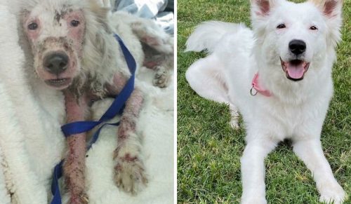 27 zdjęć psów przed i po adopcji, która odmieniła ich życie