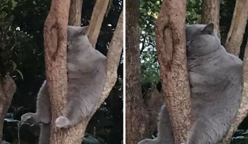 30 kotów pokazujących, jak trudno jest spać na drzewach