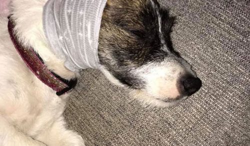 Prosty sposób, by uspokoić zwierzaka podczas fajerwerków – wystarczy para skarpet