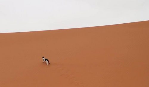 „Catspotting” grupa na Facebooku, gdzie ludzie dzielą się najzabawniejszymi, niespodziewanymi spotkaniami z kotami