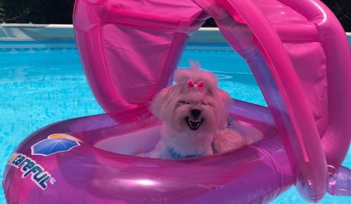 Właściciele dzielą się najbardziej niekorzystnymi zdjęciami swoich psów i to jest przezabawne