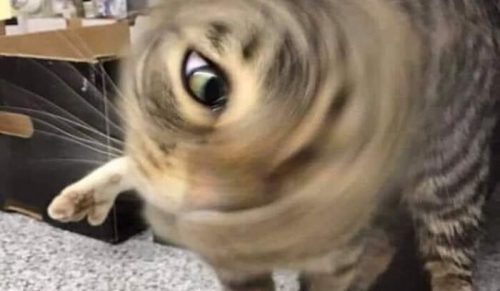 28 Najzabawniejszych Zdjęć Kotów