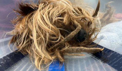 Przestraszony, zgryzliwy Yorkie, który przez lata przetrwał na zewnątrz, wreszcie przeszedł niesamowitą przemianę