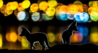 30 zwycięskich zdjęć konkursu Nature Photographer Of The Year 2019