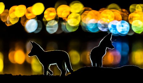 30 zwycięskich zdjęć konkursu Nature Photographer Of The Year 2019