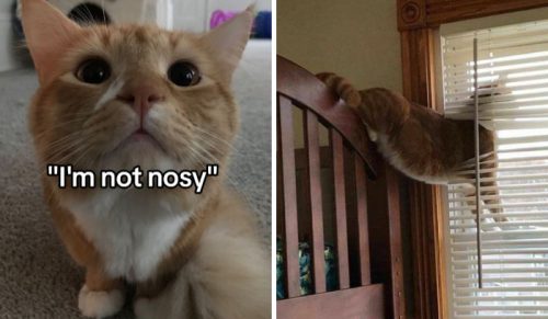 45 właścicieli dzieli się zabawnymi zdjęciami wścibskich zwierzaków