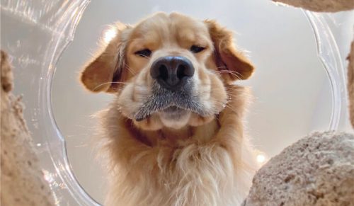 14 zabawnych memów o zwierzętach z Comedy Pet Photo Awards