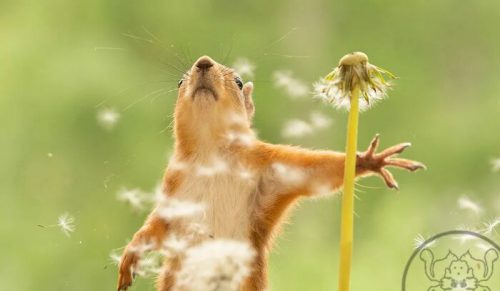 Urocze wiewiórki w miniaturze: 20 portretów z rekwizytami autorstwa Geerta Weggena