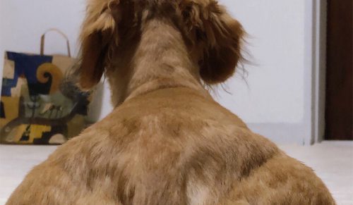 Wiralowy potężny pies przerobiony przez użytkowników Twittera w najzabawniejszy sposób