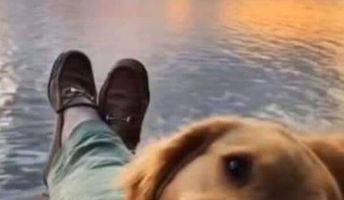 Równocześnie uroczych i zabawnych 49 memów z psami