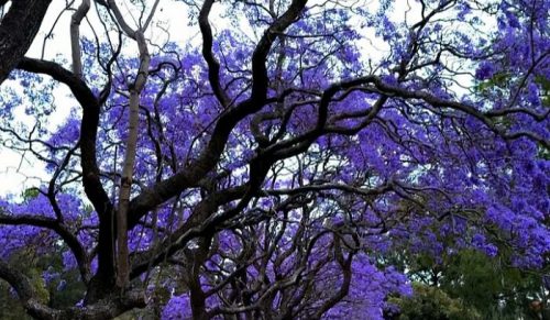 Cuda z Down Under: 38 wyjątkowo australijskich rzeczy, które rozbawią cię do łez