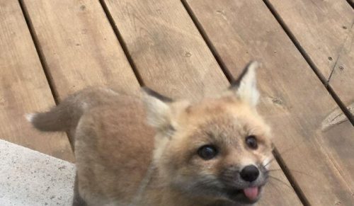 50 subtelnie ciekawych widoków przez okno, które ludzie musieli pokazać