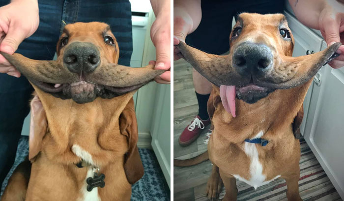 40 psów, które są jeszcze słodsze dzięki nadmiarowi skóry