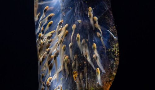 33 niesamowite zdjęcia makro nagrodzone w konkursie Close-Up Photographer of the Year