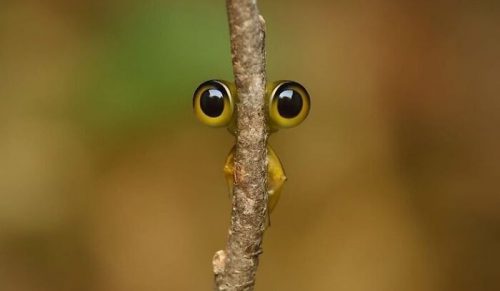 60 wzruszających i zabawnych zdjęć zwierząt, które działają jak darmowa terapia