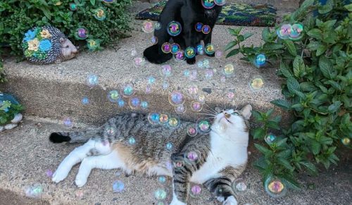 117 Niepokojąco Zabawnych Ujęć Kociego Spotkania