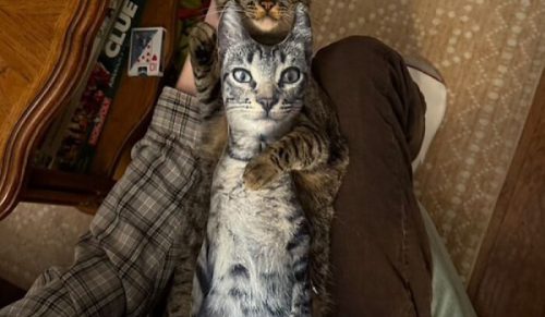 Strona poświęcona kotom z charakterem – 65 najlepszych momentów