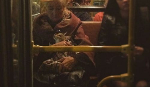 49 „Przypadkowych renesansów” czyli zwierzęta uchwycone w absurdalnie uroczym stylu