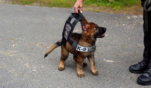 98 Najsłodszych Szczeniąt Wszech Czasów