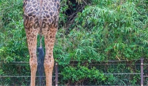 Ta społeczność dzieli się słodkimi zdjęciami kapibar, oto 75 najlepszych ujęć