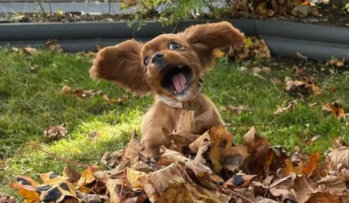 98 rozczulająco głupkowatych zwierząt, które poprawią nawet najgorszy dzień