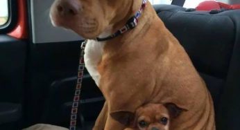 106 razy psy były tak zabawne, że stały się memami