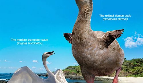 30 porównań rozmiarów wymarłych gatunków i ich współczesnych krewniaków