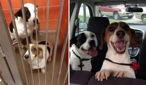 40 Najserdeczniejszych Zdjęć Adoptowanych Zwierząt Miesiąca