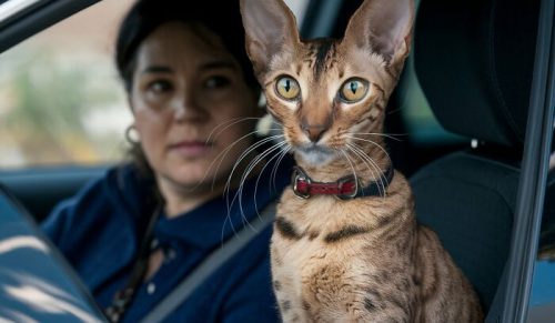 Poznaj 17 ras kotów, które są równie lojalne i czułe jak psy