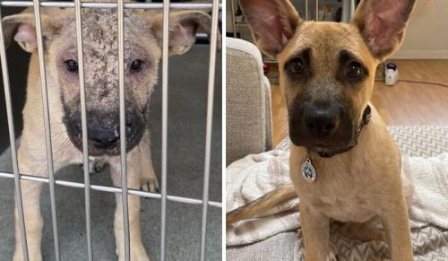 Od przetrwania do życia: 32 zdjęcia „przed i po” psów z adopcji, które znalazły swoje domy na zawsze