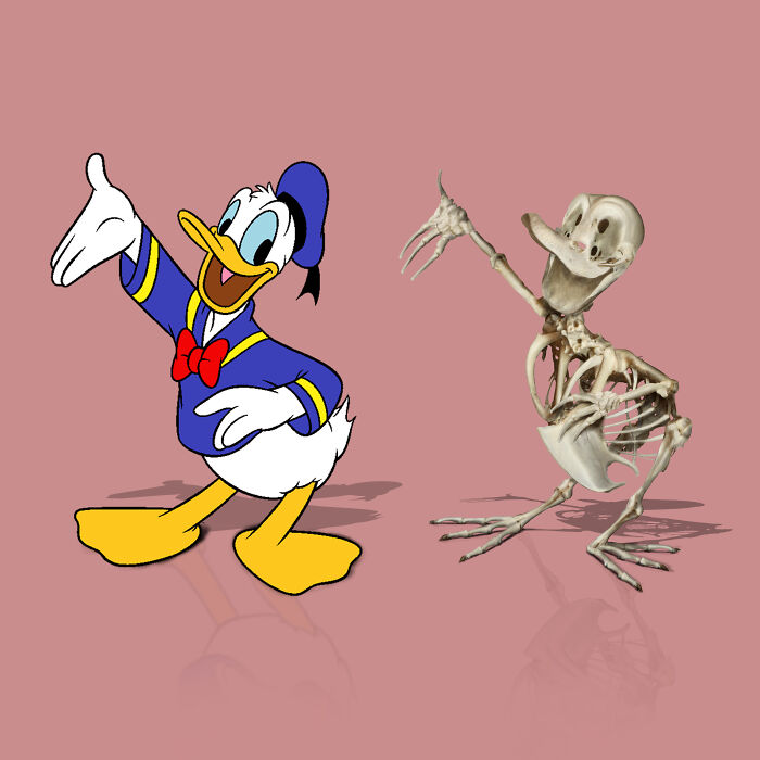 Donald Duck skeleton