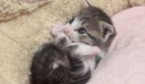 34 koty w swoim żywiole