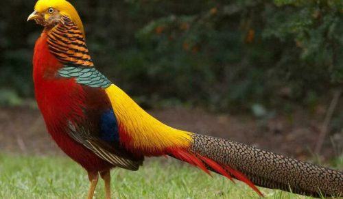 69 zniewalających zdjęć, które sprawią, że jeszcze bardziej pokochasz zwierzęta