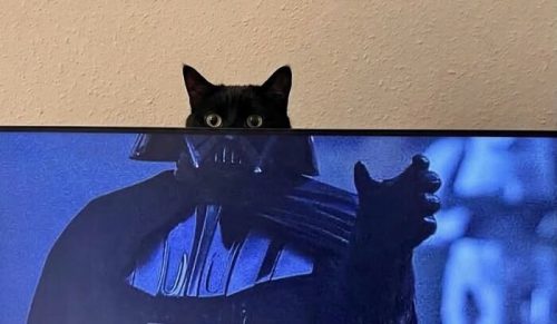 „Miękkie memy z kotami”: 80 uroczych i zabawnych zdjęć na codzienną dawkę kociej radości