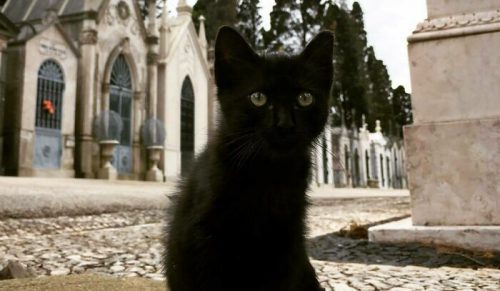 50 kocich przyjaciół, którzy uznali cmentarze za najlepsze miejsce do relaksu