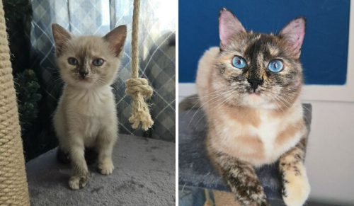 30 uroczych porównań kotów